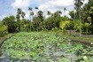 Visiter Le jardin botanique de Pamplemousses