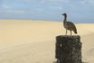 Visiter Parc national de Corralejo