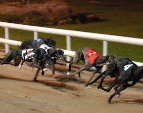 Photo Harold's Cross Greyhound Stadium
