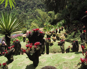 Photo Jardin de Balata