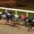 Photos Harold's Cross Greyhound Stadium