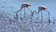 Camargue